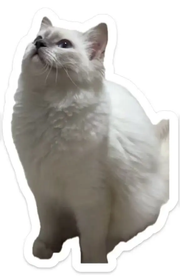 豆豆